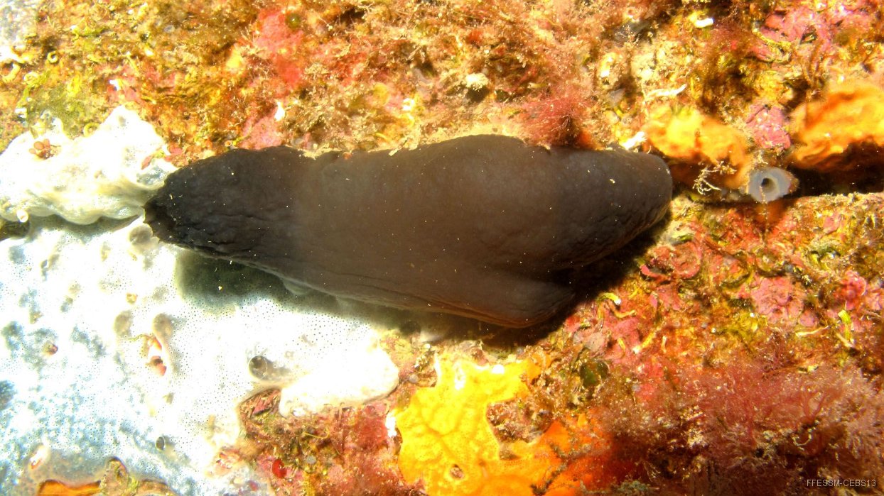 040 Ascidie noire (Phallusia fumigata).JPG - Ascidie noire (Phallusia fumigata)
